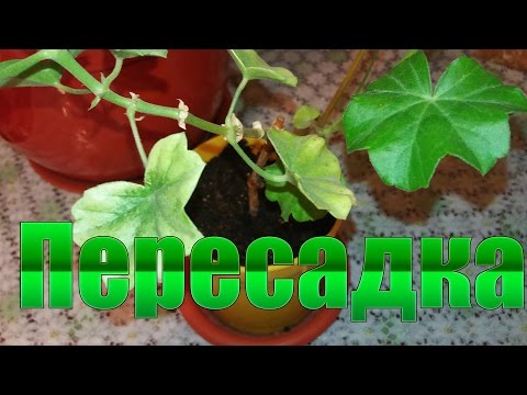 Пересадка герани /Transplanting geranium
