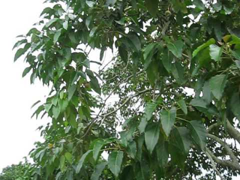 Header of Aleurites moluccanus