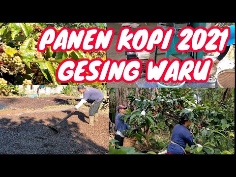 Panen kopi robusta kegiatan tiap tahun di desaku