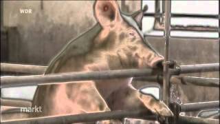 Antibiotikaresistente Bakterien in Gemu?se