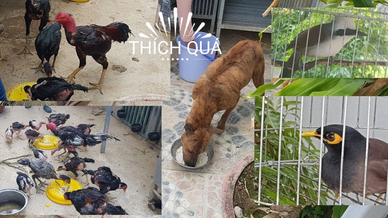 Cho tất cả vật nuôi, thú cưng ăn bữa chiều|Cập Nhật Chính Xác Cho tất cả vật nuôi, thú cưng ăn bữa chiều|Cập Nhật Chính Xác
