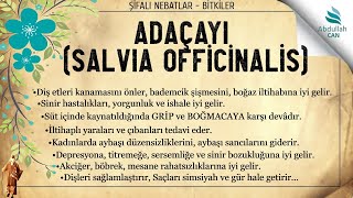 6- Adaçayı Salvia Officinalis - Şifalı Nebatlar Bitkiler Ali Gürbüz