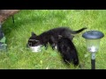 Fütterung der Raubtiere - Feeding of the predators (Cats, Katzen)