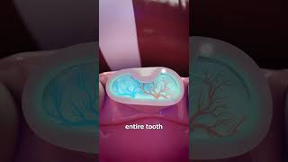 How Mayans Decorated Their Teeth