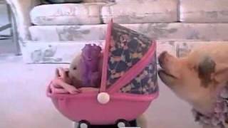 Baby Pig Gets A Push- Pettube