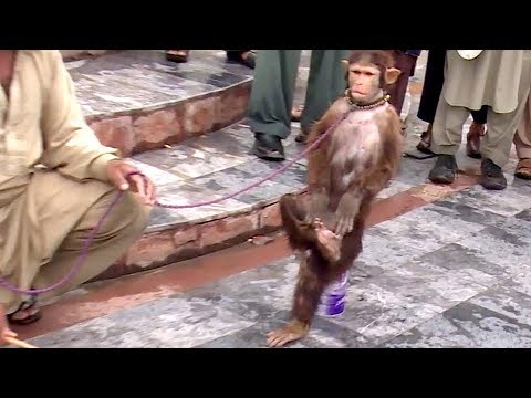 Akshay Kumar Ki Tarah Karta Hai Saare Action Ye Bandar | Comedy Video From My Phone