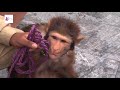 Akshay Kumar Ki Tarah Karta Hai Saare Action Ye Bandar | Comedy Video From My Phone