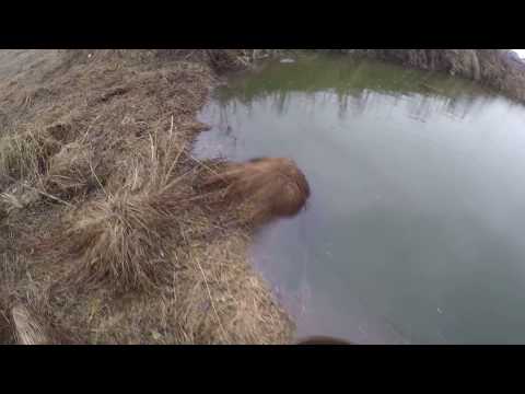 как выращивать белого амура видео как выращивать белого амура видео