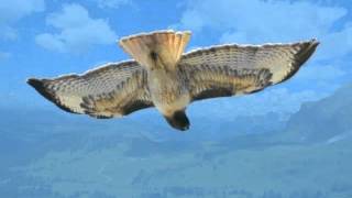 Watch Marianne Faithfull The Hawk video