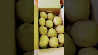 Big Size 3L