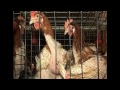 Life Cycle of a Battery Cage Hen