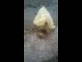 gusano venenoso