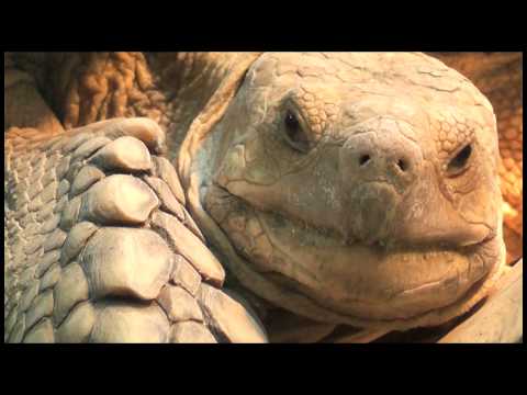 安佐動物公園のケヅメリクガメ African Spurred Tortoise at Asa Zoo
