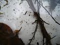 Free Living Caddisfly Sandfly Larva Opanuku Stream images Free Living Caddisfly Sandfly Larva Opanuku Stream