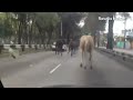 Police horses escape and stampede down Mexico City streets