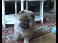 Cindy Junior, Chow-Chow