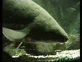 Giant lungfish and huge shoal of rainbowfish / Lungenfisch & Regenbogenfisch @ a Zoo Aquarium [1/1]