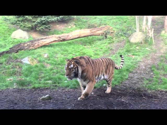 Tigers Get Into Intense Fight At Dublin Zoo - Video