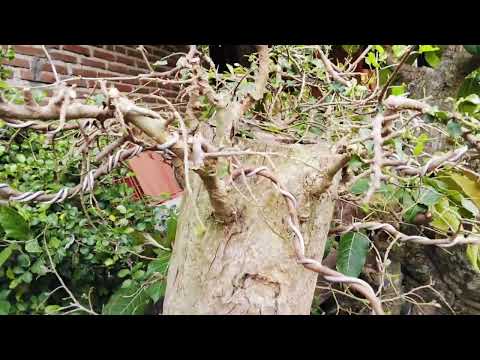 VLOG SORE MEMBENAHI BAHAN BONSAI SERUT JUMBO