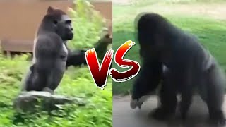Yürüyen Gori̇l Vs Dönen Gori̇l Spining Gorilla Vs Walking Gorilla