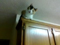 Kitty on the cabinets