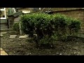 Plunket Gardens in Joe Swift's BBC2 'Open Gardens'