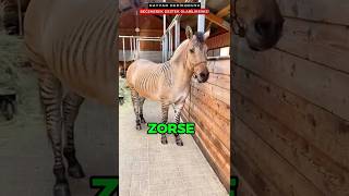Melez Hayvanlar - Bölüm 3 Zorse