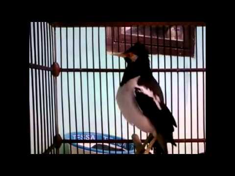 VIDEO : masteran suara burung jalak suren - saya membuat video ini dengan editor video youtube (https://www.youtube.com/editor) ...