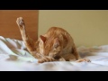 かご猫 x 茶トラの毛づくろい　Grooming of the cat 2014#11