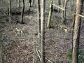 Watch Matthews Q2, whitetail deer hunt in Maryland Video