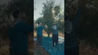 Mardinde Zeytin Hasadı