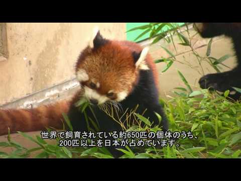市川市動植物園のレッサーパンダ [HD]