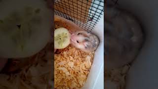 Album Hamster Q