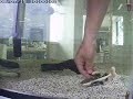なまずの朝食