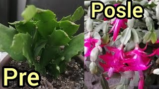 Kako da Božićni kaktus obilno cveta