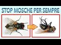 ELIMINA MOSCHE A COSTO ZERO (e zanzare), eliminare definitivamente mosche in mod