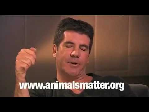 animal abuse songs