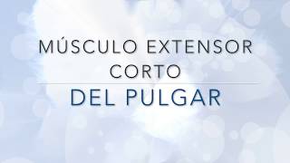 MÚSCULO EXTENSOR CORTO PULGAR