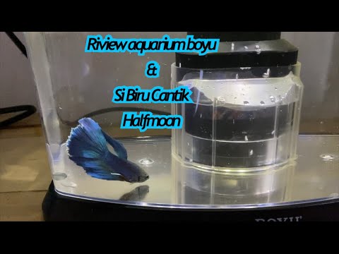 Review Aquarium Boyu Nano Square & Ikan cupang halfmoon