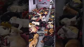 Sakar Adam Uyuyan Köpekleri Korkuttu