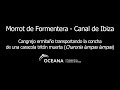Morrot de Formentera - Canal de Ibiza / Cangrejo E