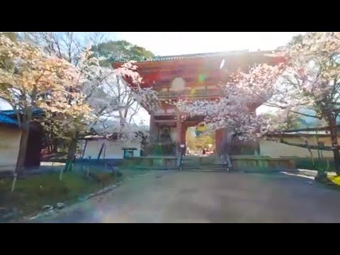 京都 醍醐寺の桜(4K)カエデ・エリシア京都 Wrinkle Cerberus 3 face [KYOTO Daigo-ji Cherry Blossoms 4K movie]