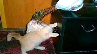 Clean Memes That Saved Meme Planet