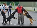 Látványos műveleti bemutató kutyákkal, lövésekkel a szombathelyi Brenner iskolában