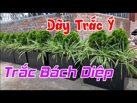 394. Cách Trồng Dãy Trắc Bách Diệp (Trắc Ý) | CÂY CẢNH CHỢ HÀNG Hải Phòng