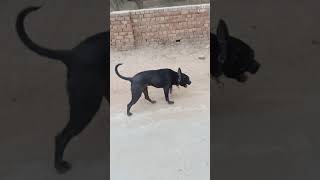 Apbt Black Dodo