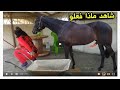 شابة عربية عازبة وجميلة تعاشر حصان 8 ساعات يوميا وتفعل معه شي محرم, انظرو ماذا فعلت معه