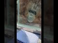 Orangutan Enjoys Art.