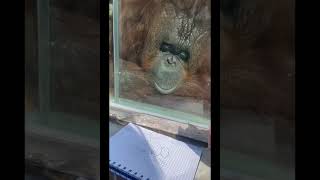 Orangutan Enjoys Art.