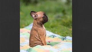 Funny Dogs And Cats 2018